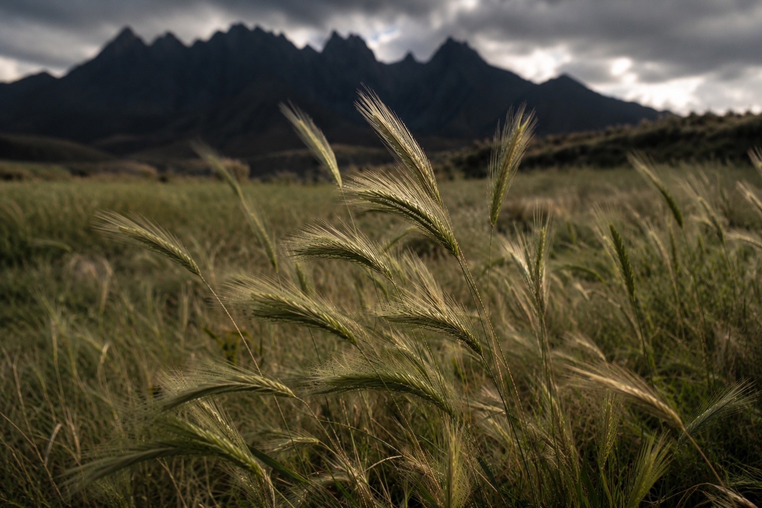 Hordeum murinum wild grass in a field with mountains under a stormy sky