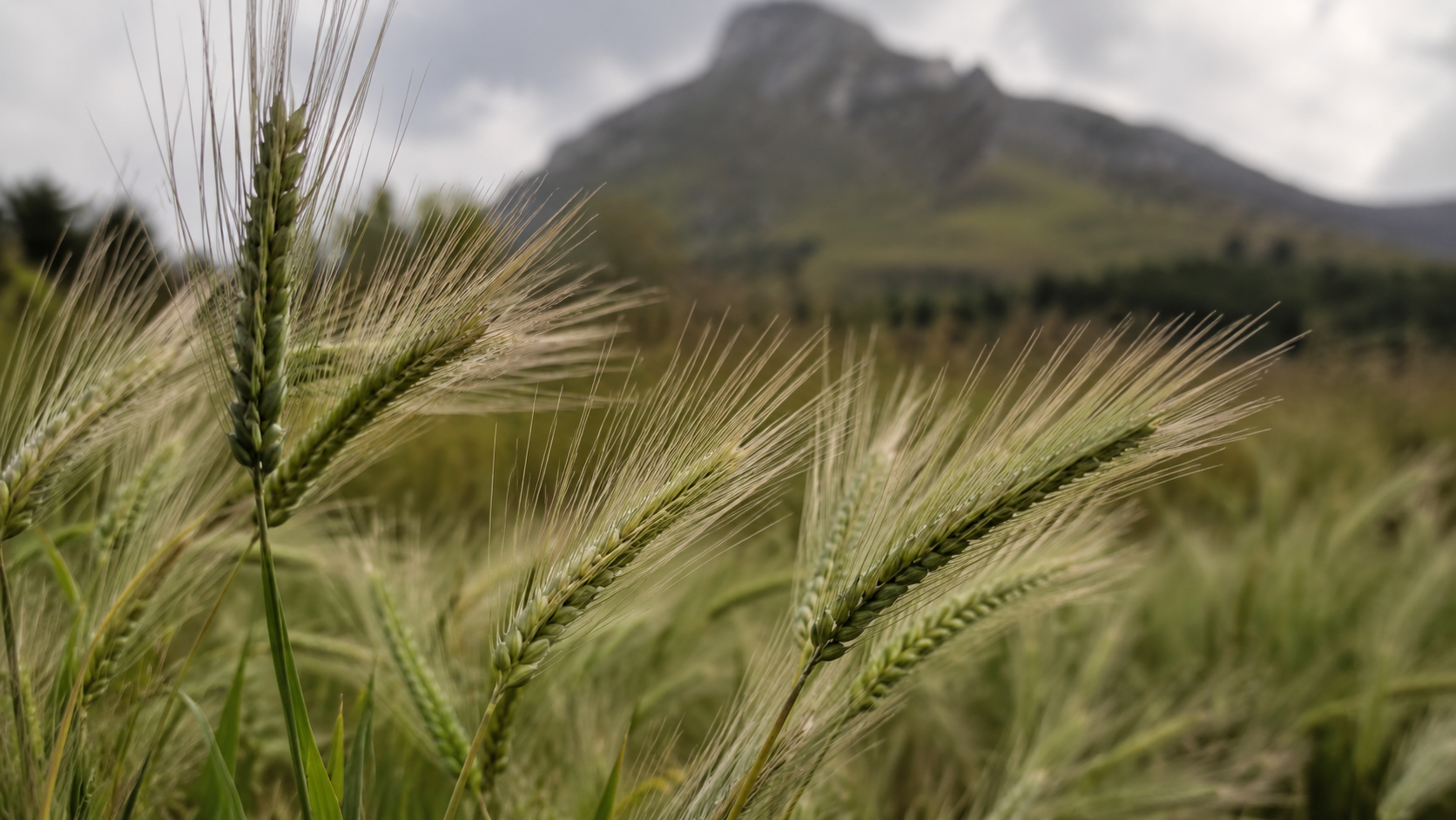 Hordeum murinum wild barley in a mountain field